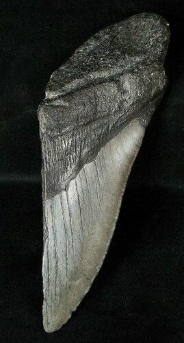 Half Of A Giant Fossil Megalodon Tooth #17250